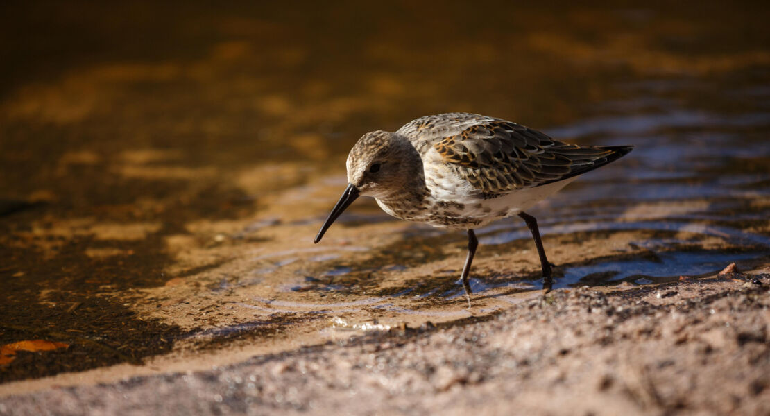 der-biber-als-landschaftsgartner-fur-die-vogelwelt