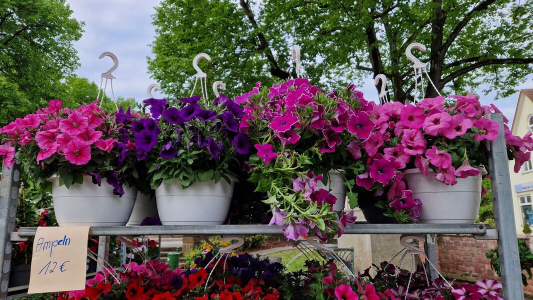 grosser-sommerblumen-und-geranienmarkt
