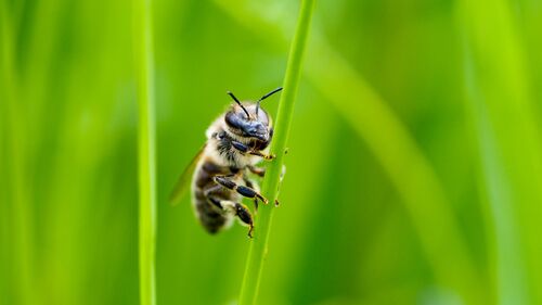 pforzheims-grunes-gold-wie-helfe-ich-insekten
