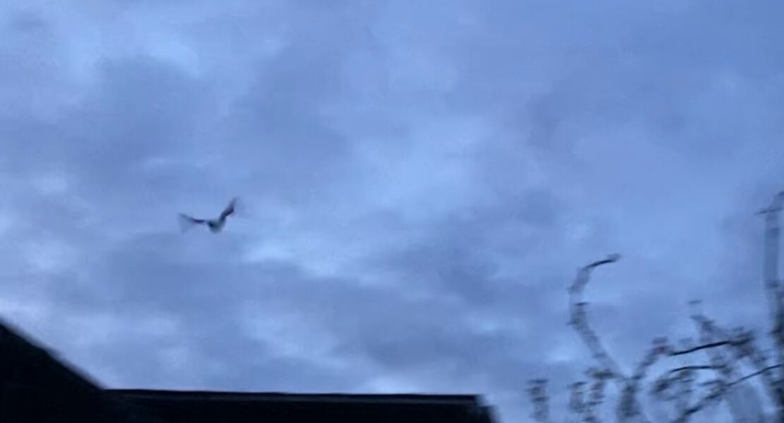 fledermause-finden-freunde-mit-dem-bat-detektor-auf-entdeckungsreise