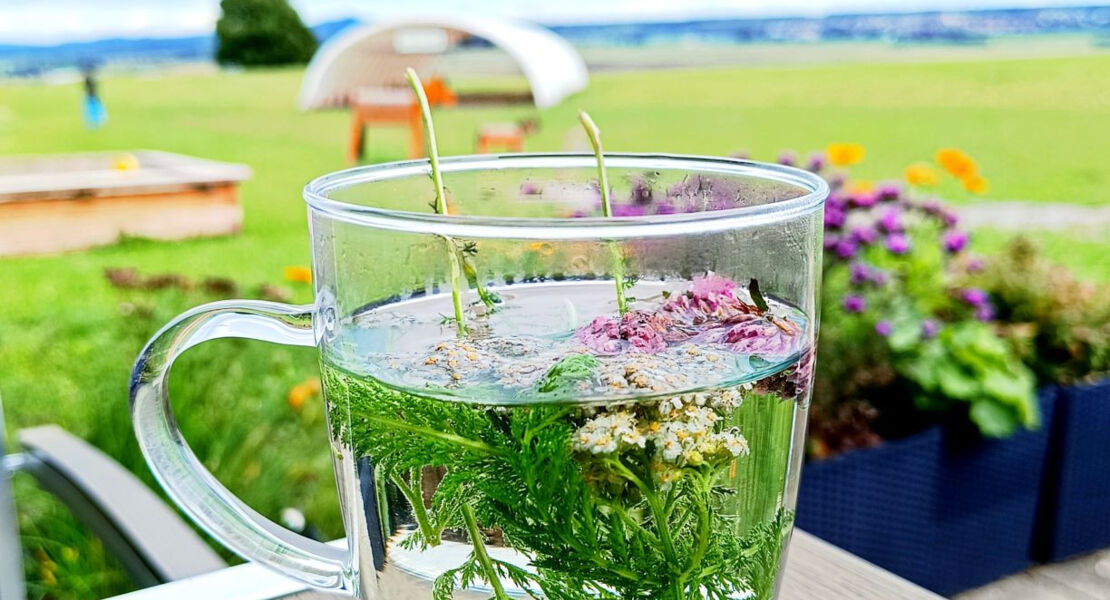 krauterwanderung-mit-krauterpadagogin-antje-mieves-barenkrafte-wildkrauter-erleben-und-geniessen